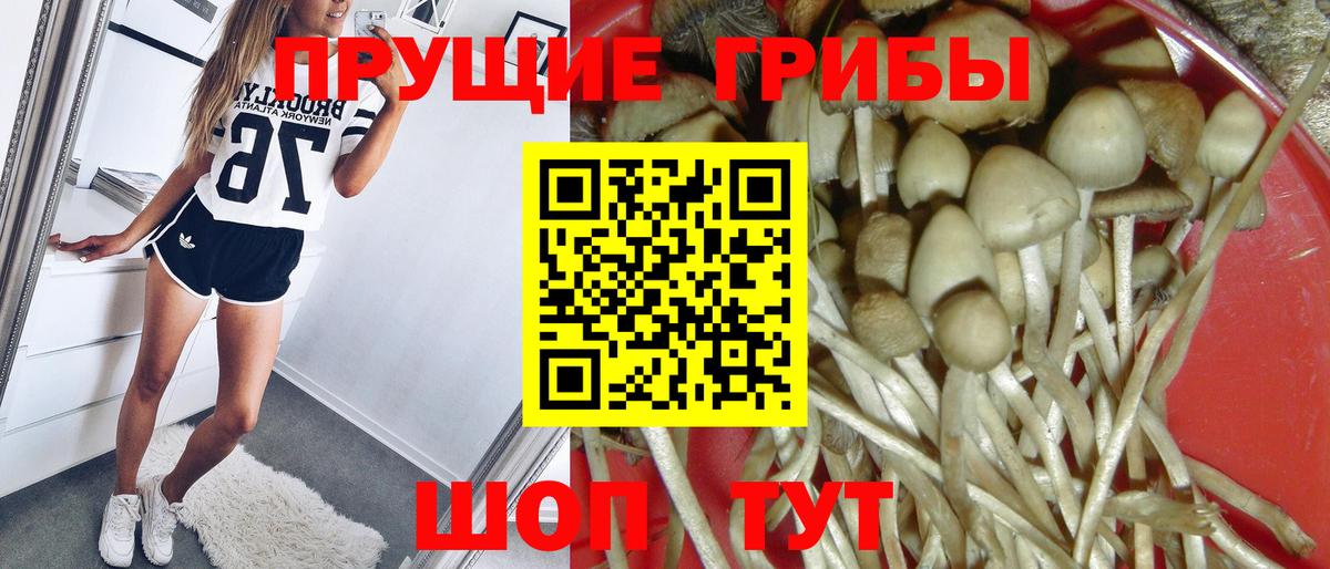 Рославль  Галлюциногенные грибы Psilocybe  Вход с VPN 